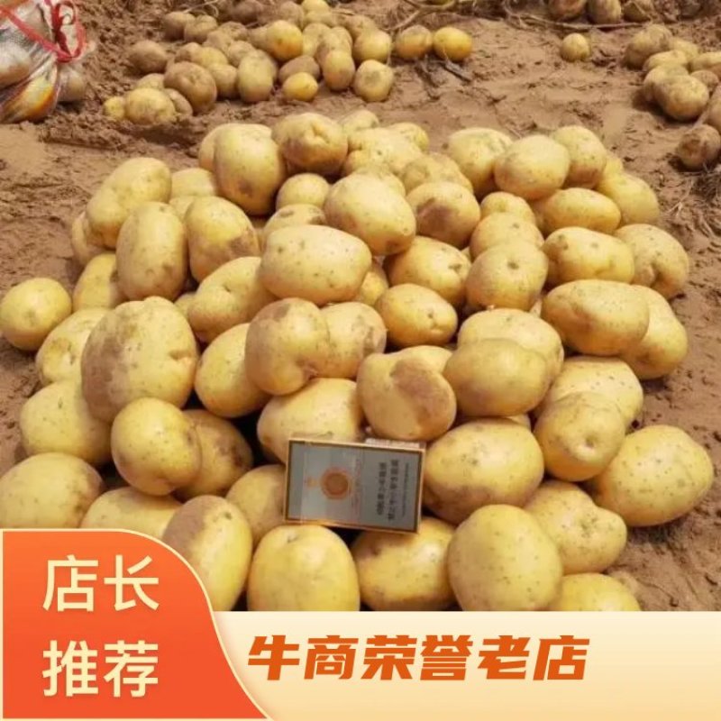 [v7土豆]土豆马铃薯原产地土豆对接商超市场电商