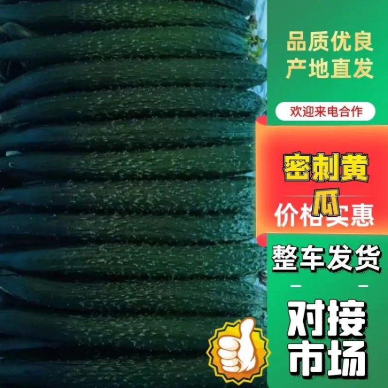 黄瓜基地直发，产地精品密刺黄瓜靓货欢迎来咨询了解