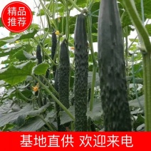 黄瓜基地直发，密刺黄瓜，大量出货，欢迎来电咨询