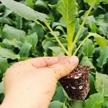 精品穴盘甘蓝苗，产地直发，大量供应，欢迎咨询