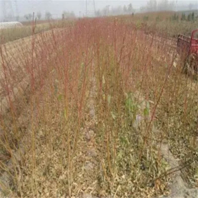 早熟油桃品种，早熟油桃树苗，黄金油桃一号--油桃新品种