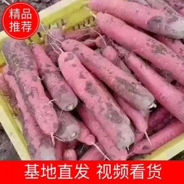 宁夏红萝卜,七寸红萝卜一手货源,大量现货,打发全国