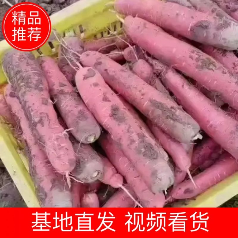宁夏红萝卜，七寸红萝卜一手货源，大量现货，打发全国