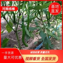 河南精品线椒货源充足量大从优质量保证欢迎咨询