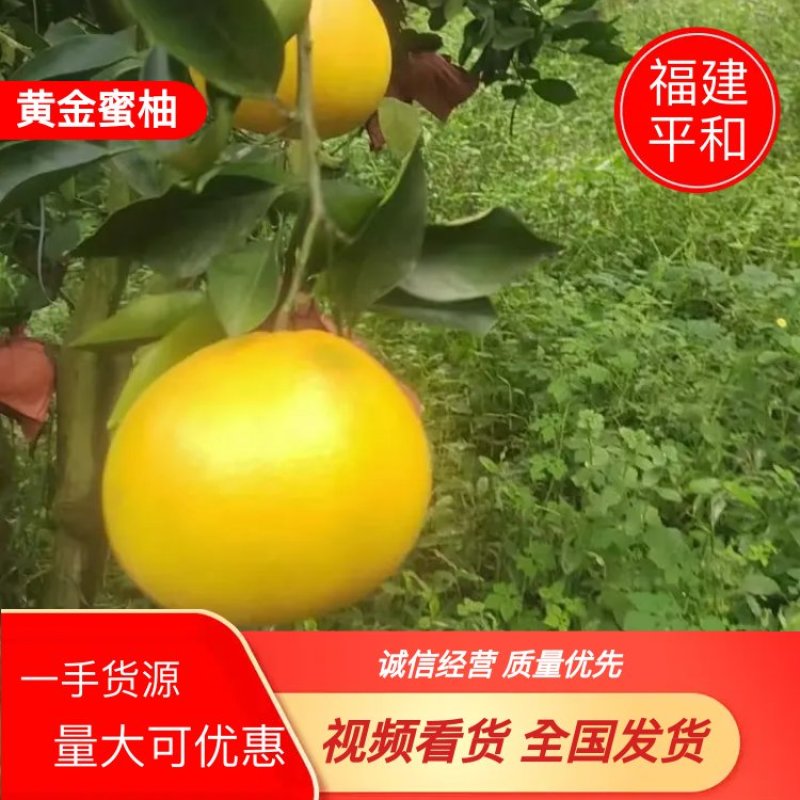 福建平和葡萄柚产地直发一手货源量大可优惠视频看