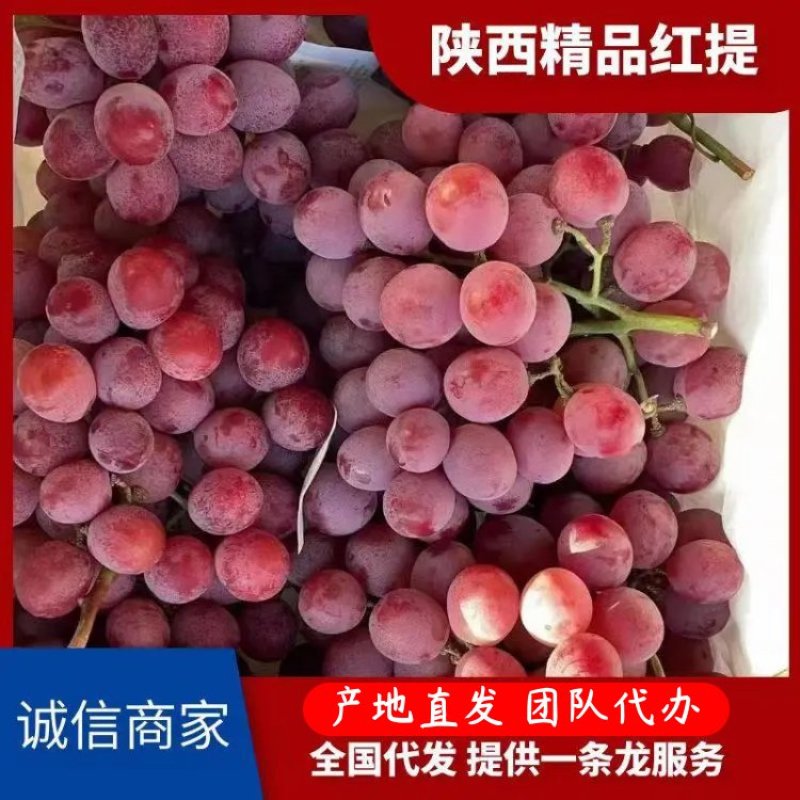 热卖渭南红提葡萄对接全国快速走货现货欢迎采购