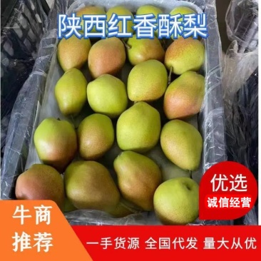 精品冷库红香酥梨，对接全国市场，量大从优，诚信经营
