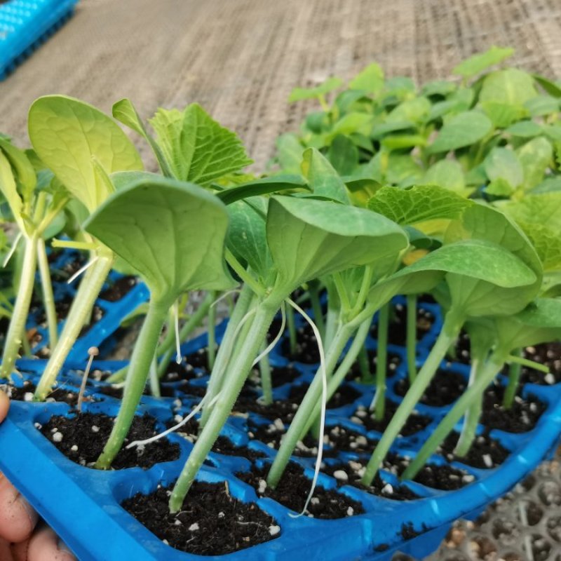 精品黄瓜苗大量有货成活率高教技术指导欢迎咨询