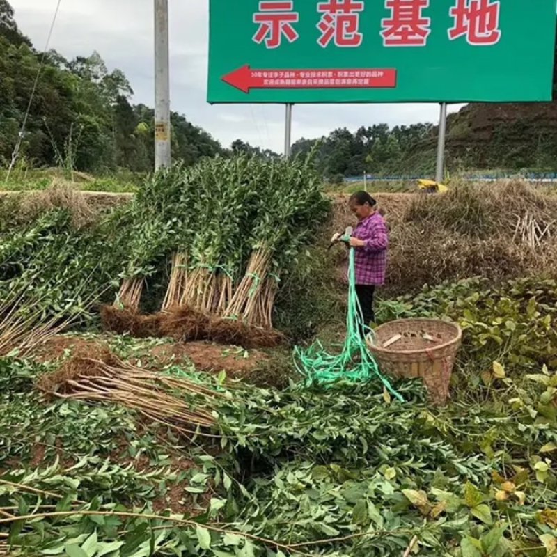 蜂糖李子苗（付成德李子苗基地）