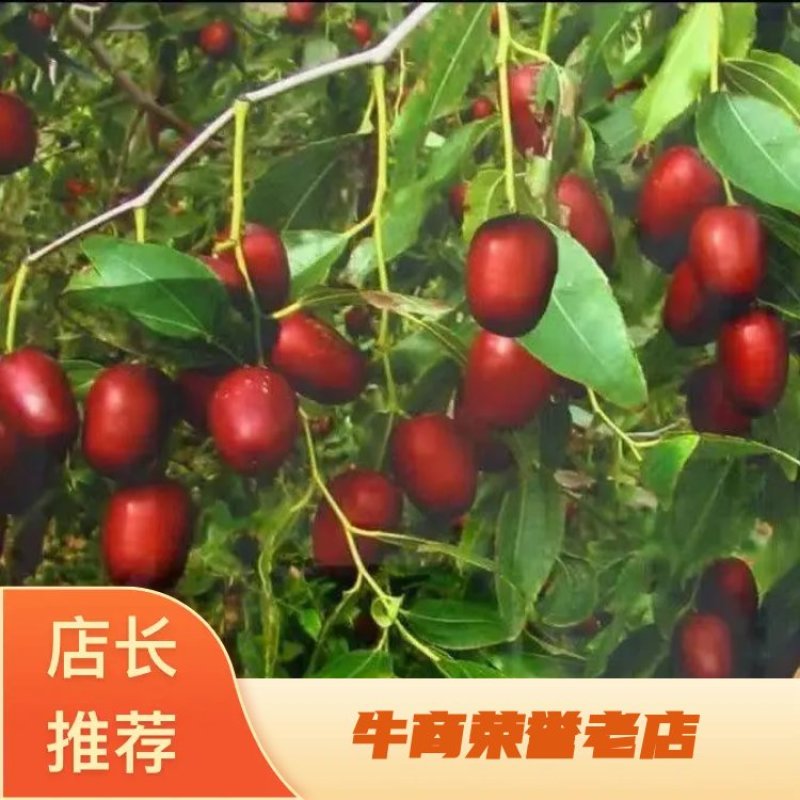 精品红枣全国发货量大从优可视频看货品质保证