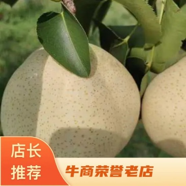 山东青岛山农酥梨，诸葛酥梨，大量上市中，基地果园直发。