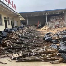 加州红仁核桃苗第3代，地径4公分左右到6公分，产地货源