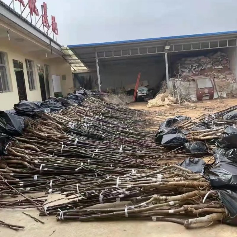 加州红仁核桃苗第3代，地径4公分左右到6公分，产地货源