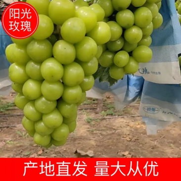 阳光玫瑰葡萄河南阳光玫瑰葡萄大量供应产地直发欢迎咨询