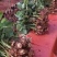 玫瑰每个地方叫法不一样，有叫月季的他的花瓣有大花瓣的，有小花