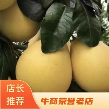 福建柚，柚子，大量供应市场货电商货，社区美团多多等平台，