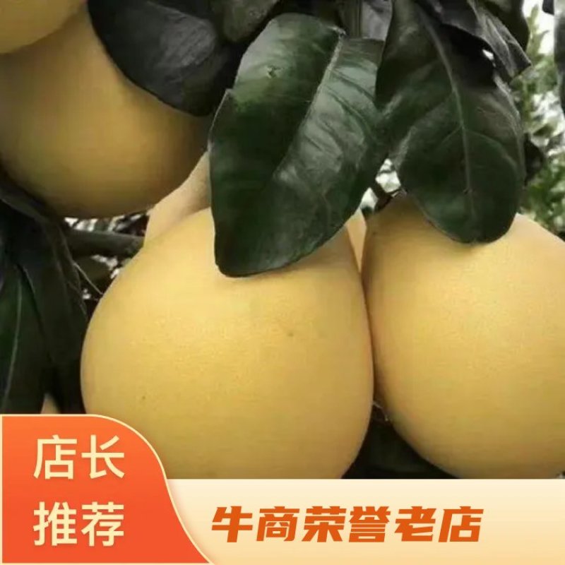 福建柚，柚子，大量供应市场货电商货，社区美团多多等平台，