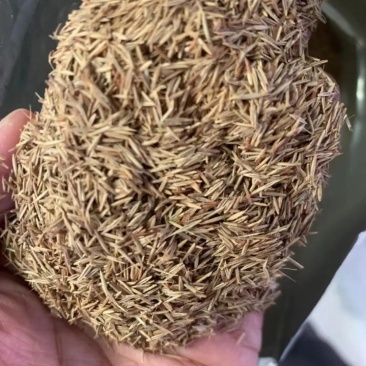 鼠茅草种子，果园绿肥鼠茅草草种鼠茅草种子鼠茅草种籽