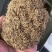鼠茅草种子，果园绿肥鼠茅草草种鼠茅草种子鼠茅草种籽