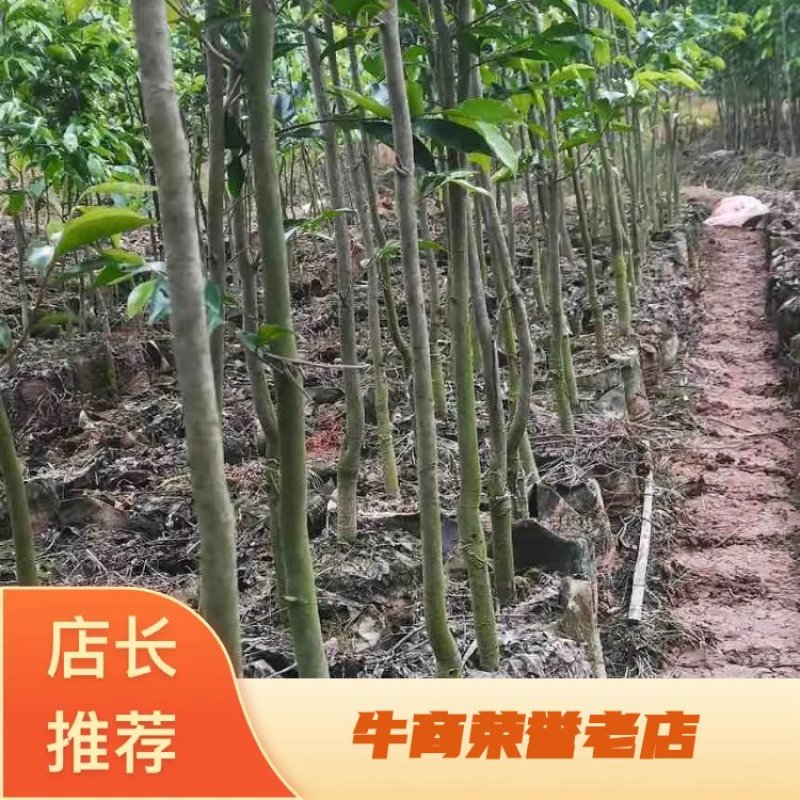 棋楠沉香布杯苗沉香树苗长年供应品质保证欢迎各位老板电话