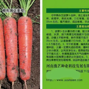 杂交一代中早熟胡萝卜品种三红率高膨果快收尾早22厘米