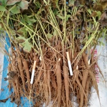 白芍种苗，基地供货管理简单效益可观。