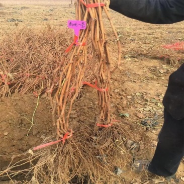 甬优一号葡萄苗扦插苗自家基地保质保量基地直发