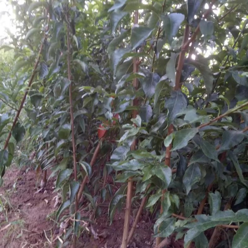 李子苗基地直供，品种规格齐全，技术指导，欢迎致电