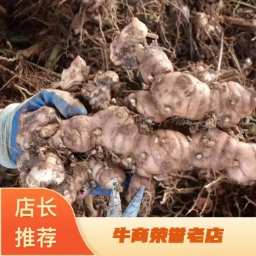 湛江山姜南姜，产地直发货源保证，量大价优，欢迎来电合作