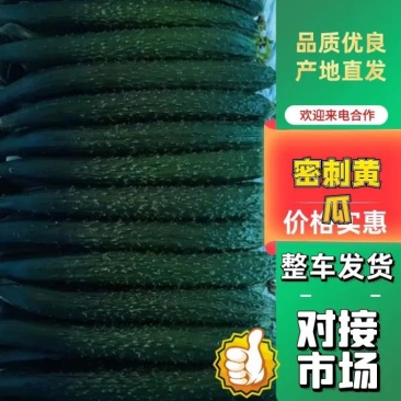 精品黄瓜新品上市大量上市鲜花蜜刺质量保证