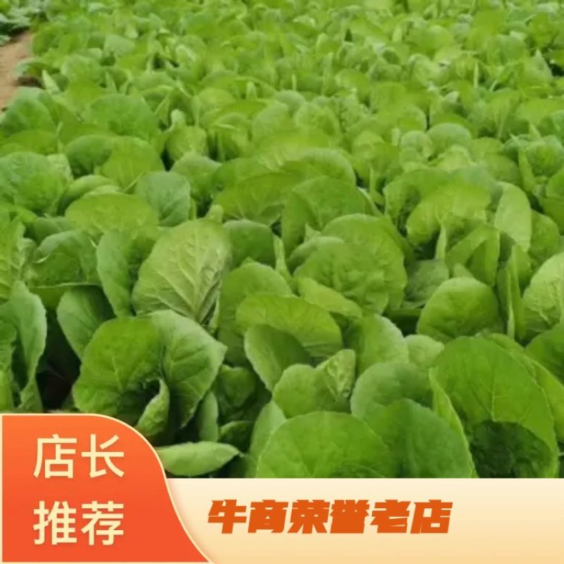 精品奶白菜、常年供货、长年有货