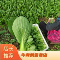 山东曹县精品大棚油菜上海青、唐菜产地直发，