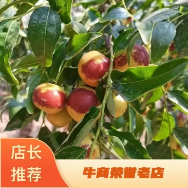 冬枣正宗枣子新鲜现摘直发山西庙上冬枣应季水果脆甜鲜枣冰糖
