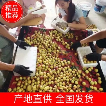 冬枣拐一正宗枣子新鲜现摘直发山西庙上冬枣应季水果脆甜