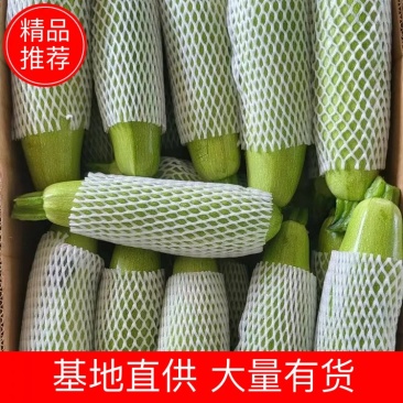 精品角瓜西葫芦条长条绿大量有货要货你就来