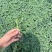 山东寿光精品草莓番茄苗铁皮柿子苗抗病强高成活欢迎来电