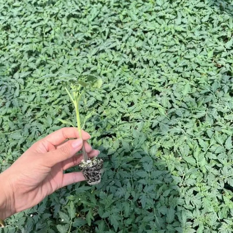 山东寿光精品草莓番茄苗铁皮柿子苗抗病强高成活欢迎来电