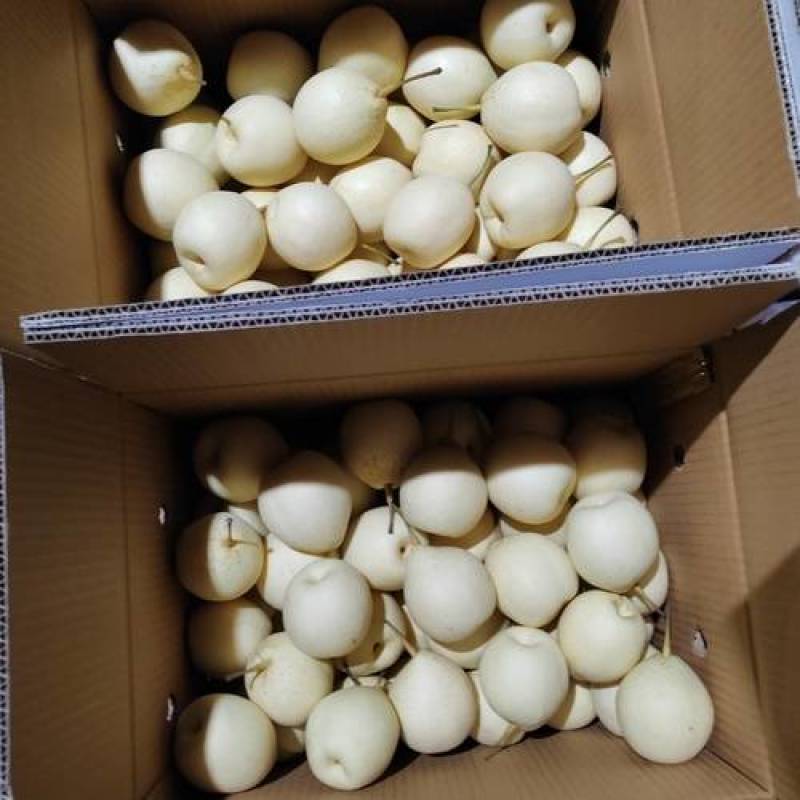 新鲜应季货源产地价格全网优质货源水晶梨