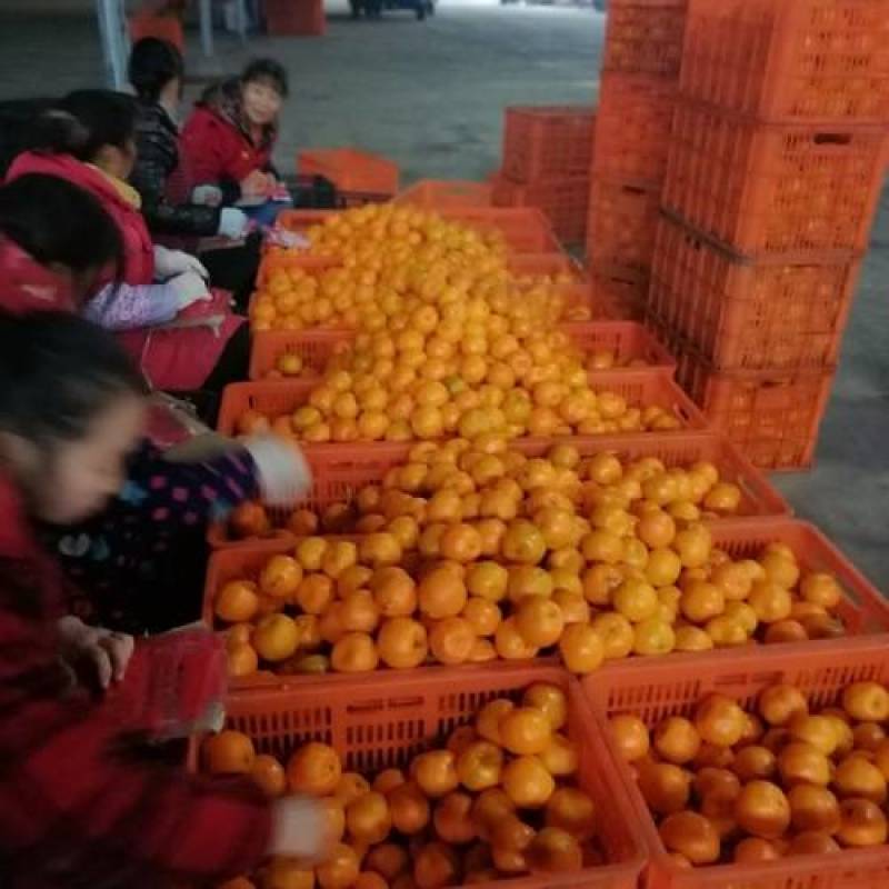 椪柑原产地敢比价欢迎致电碰柑24小时在线服务