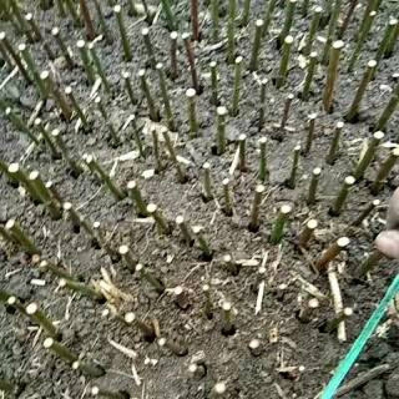 视频选货选好再发就近发货欢迎咨询红梅诚信经营高产品种