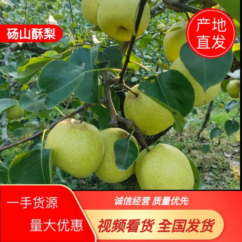 安徽砀山酥梨大量上市，对接全国电商商超市场，欢迎致电