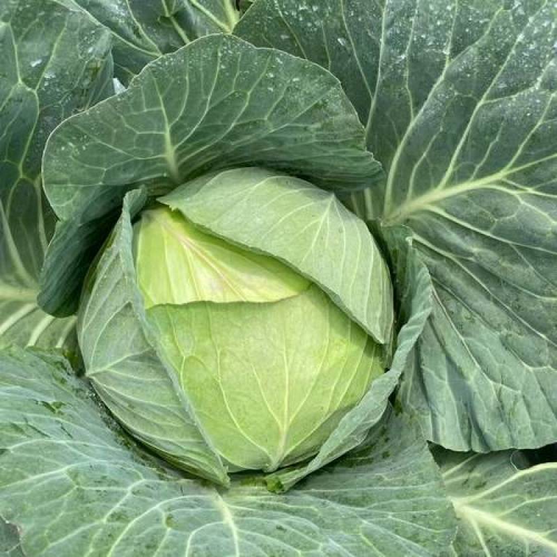 甘蓝圆包菜保质保量支持视频看货打款发货