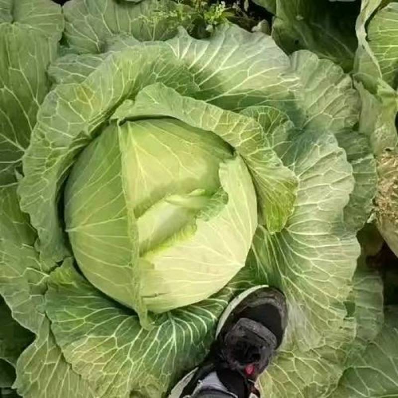 甘蓝圆包菜保质保量支持视频看货打款发货