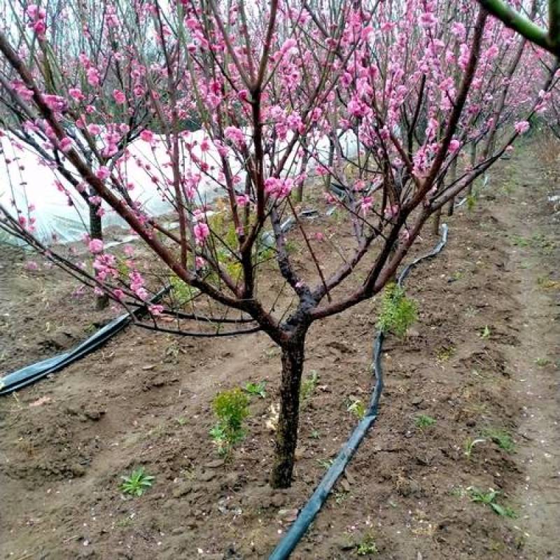 长期供货优质品种改良质量保障欢迎咨询盆栽地栽红梅