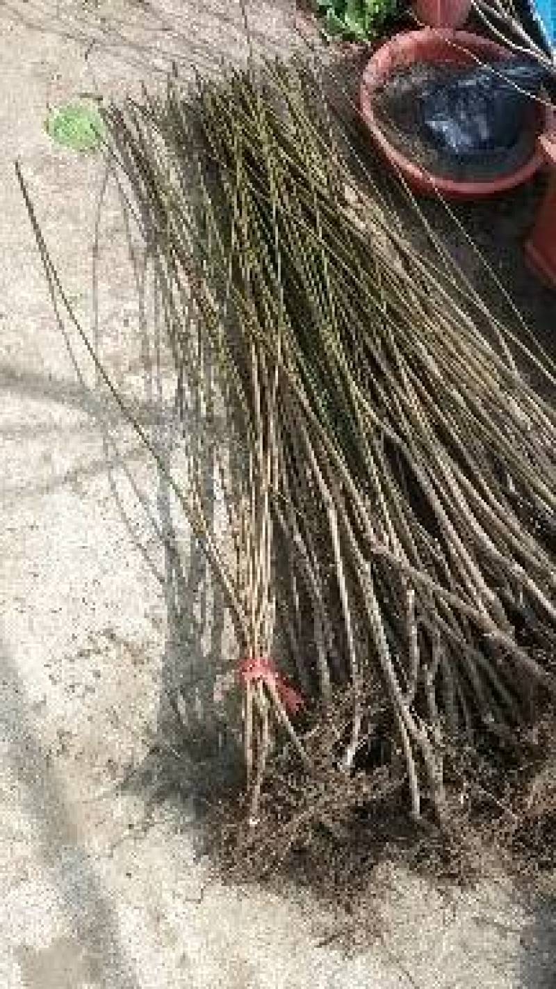 长期供货优质品种改良质量保障欢迎咨询盆栽地栽红梅