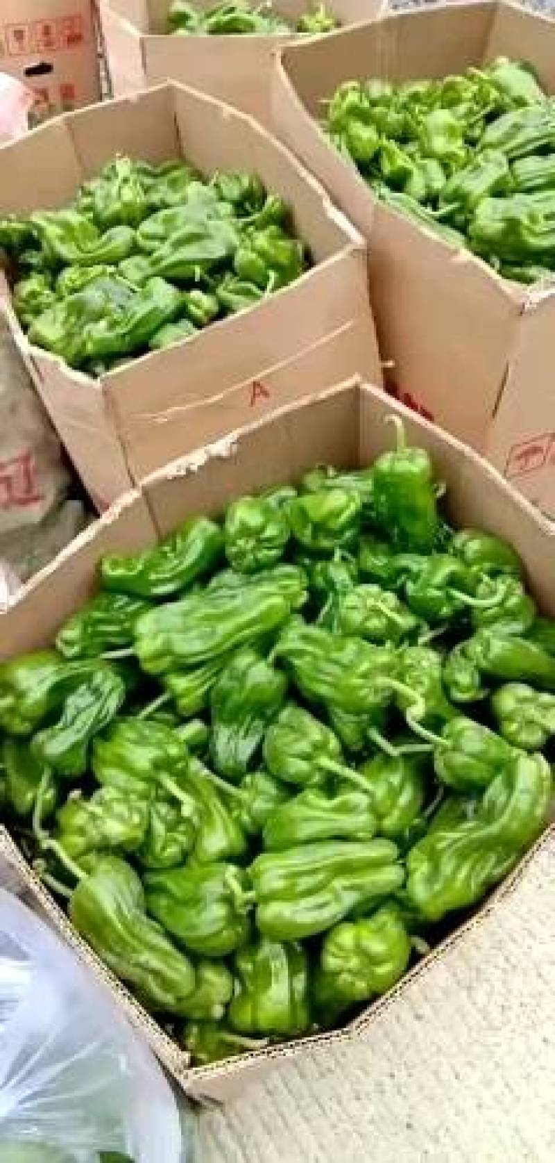湖北薄皮椒，芜湖椒，长期有货，欢迎全国采购商咨询看货论价