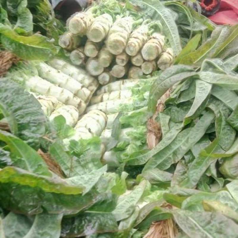 一手货源***质量嘎嘎好紫叶香莴苣订多包送正规货源