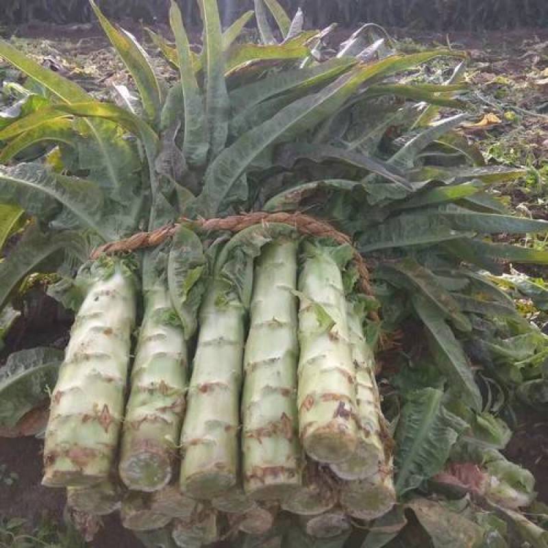 一手货源***质量嘎嘎好紫叶香莴苣订多包送正规货源