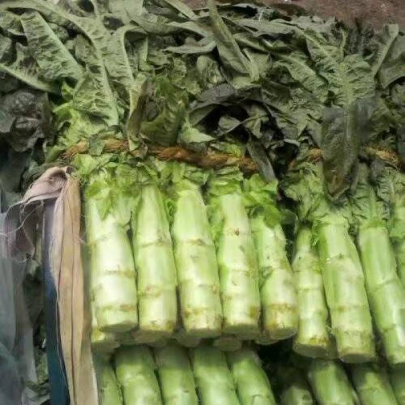 一手货源***质量嘎嘎好紫叶香莴苣订多包送正规货源