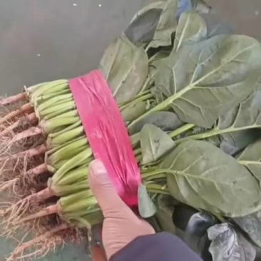 产地货源，量大从优，全国可发货大叶菠菜一件代发营养多汁